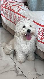 Maltese