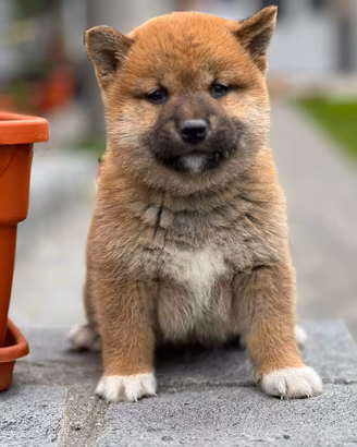 Cuccioli Shiba Inu con Pedigree Enci