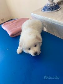 Cucciolo pastore maremmano