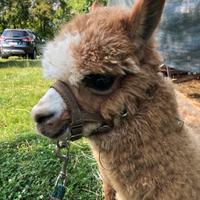 Alpaca maschio