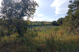 Vendita casa e'terreno