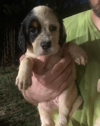 Cuccioli setter inglese Livent