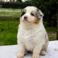 Cuccioli di Pastore Australiano