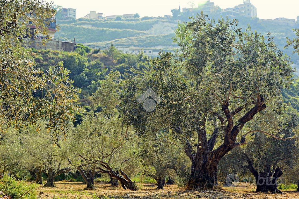 TERRENO A GALLUCCIO - Vista 3
