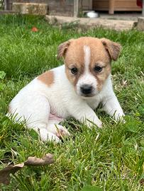 Cuccioli di jack russell terrier