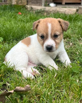 Cuccioli di jack russell terrier