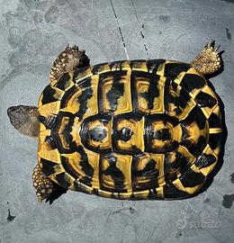 Testudo hermanni