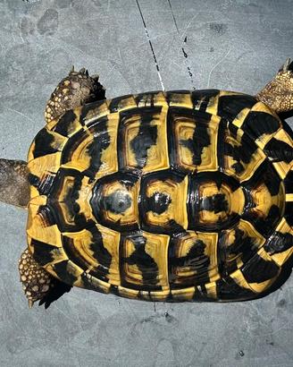 Testudo hermanni