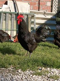 Gallo Australorp