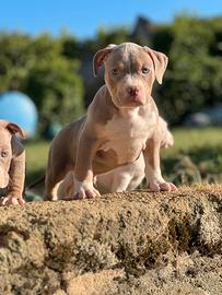 American pitbull terrier