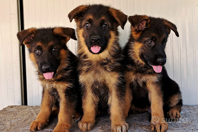 Cuccioli pastore tedesco