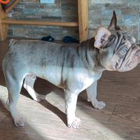 Bulldog francese esotico occhi verdi