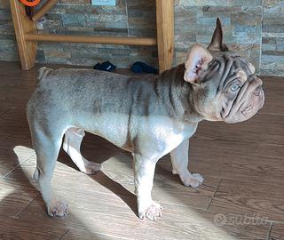 Bulldog francese esotico occhi verdi