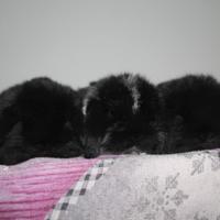 Ultimi cuccioli di coniglio minilop