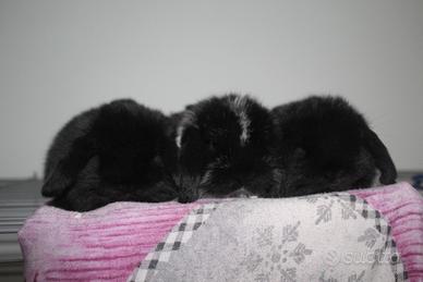 Ultimi cuccioli di coniglio minilop