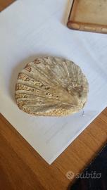 Fossile Chesapecten jeffersonius