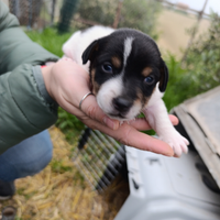 Cuccioli jack russel