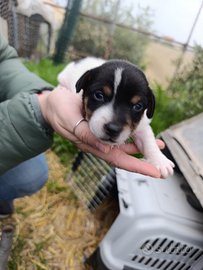 Cuccioli jack russel