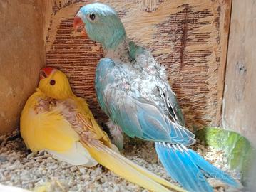 Pilli Parrocchetti dal collare