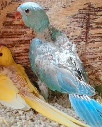 Pilli Parrocchetti dal collare