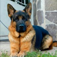 Pastore Tedesco maschio