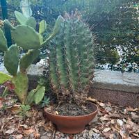 Ferocactus Latispinus