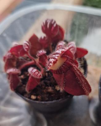 piante Carnivore
