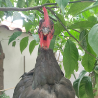 Gallo collonudo