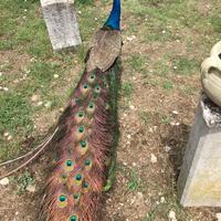 Vendita pavoni, Galline Moroseta e Fagiani Dorati