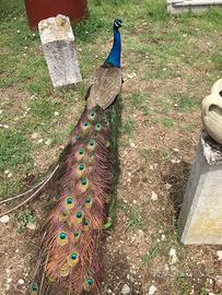 Vendita pavoni, Galline Moroseta e Fagiani Dorati