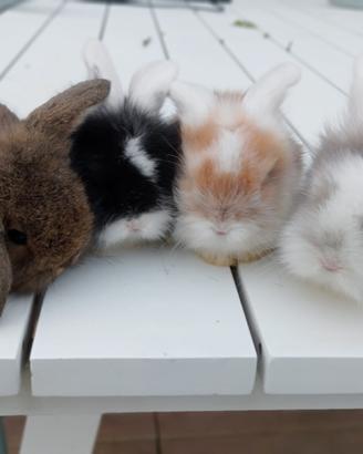 Cuccioli conigli testa di leone