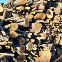 Legna secca di bosco