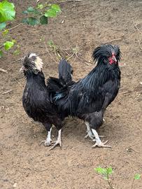 Gallo e Gallina Olandesi