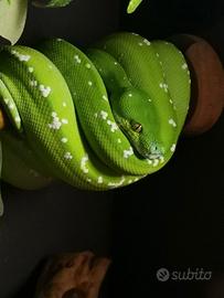 Morelia Viridis - Aru High White - maschio
