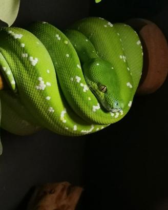 Morelia Viridis - Aru High White - maschio