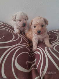 Maltipoo piccoli