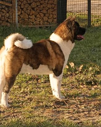 Akita americano disponibile per monte, Padova