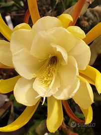 epiphyllum profumato 