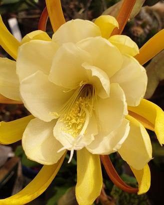 epiphyllum profumato 