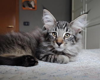 Norvegese delle foreste