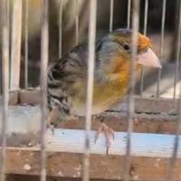 Incardellato di passata