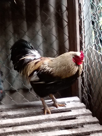 Gallo Marans