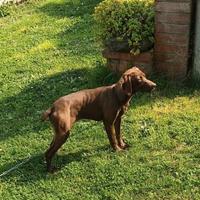 Bracco tedesco per tartufo