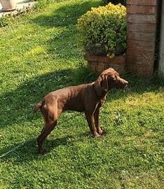 Bracco tedesco per tartufo