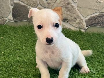 Jack russell