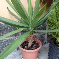 Yucca pianta esterno/interno