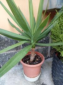 Yucca pianta esterno/interno