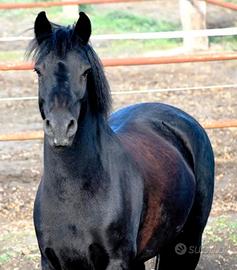 Pony