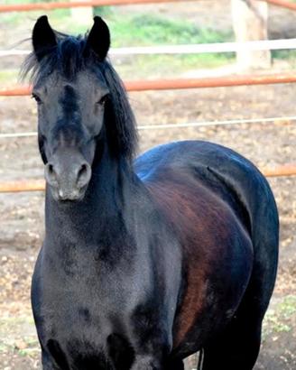 Pony
