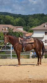 Cavallo